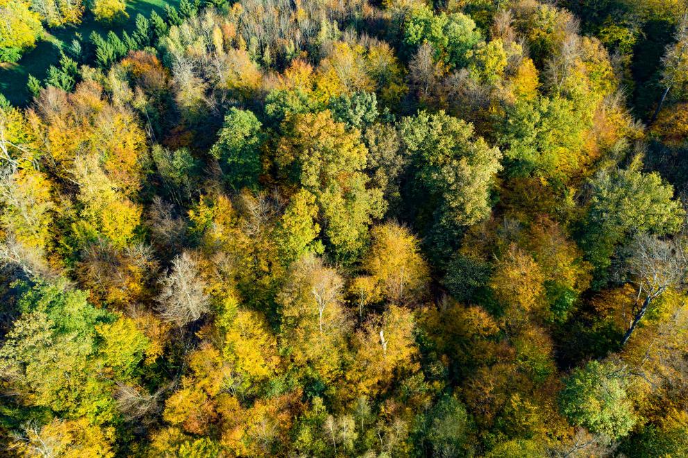 Sigurne i otporne šume: Komisija radi na sprečavanju šumskih požara u Europi i svijetu