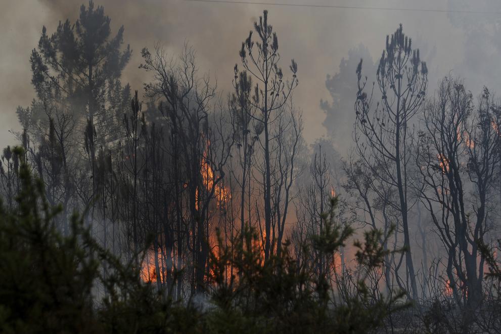 Šumski požari: EU mobilizira pomoć za Grčku i druge zemlje u regiji