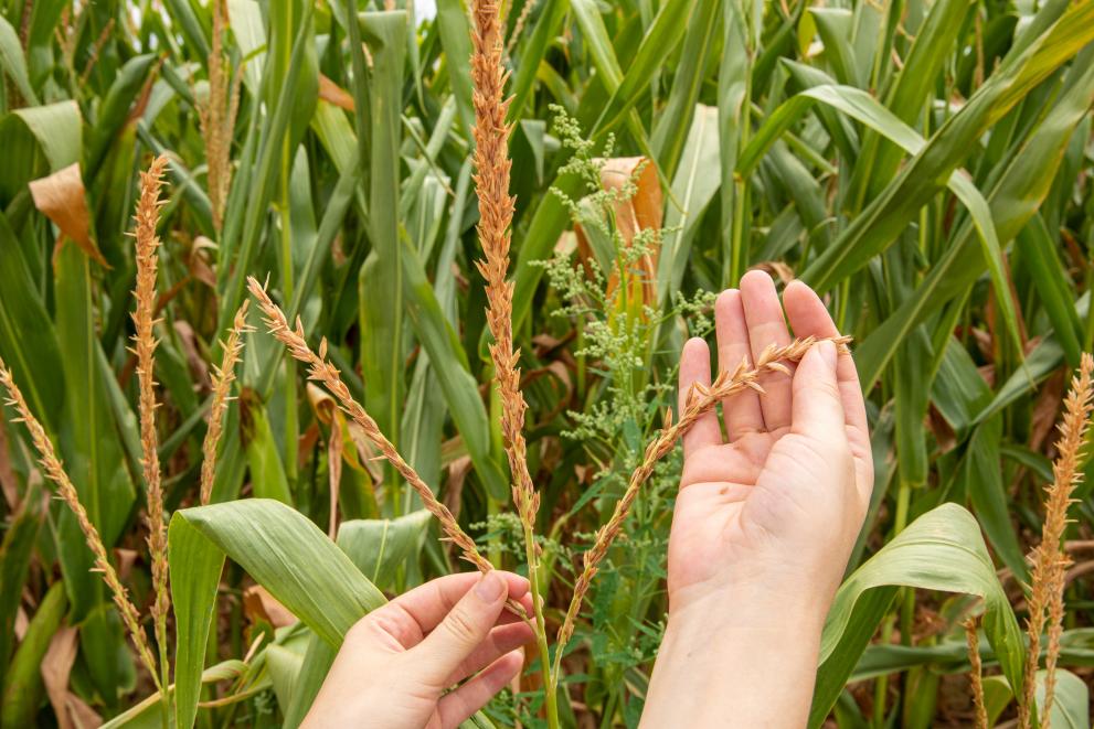 Državne potpore: Komisija odobrila hrvatski program u vrijednosti od milijun eura za potporu proizvođačima sjemena kukuruza u kontekstu ruske invazije na Ukrajinu