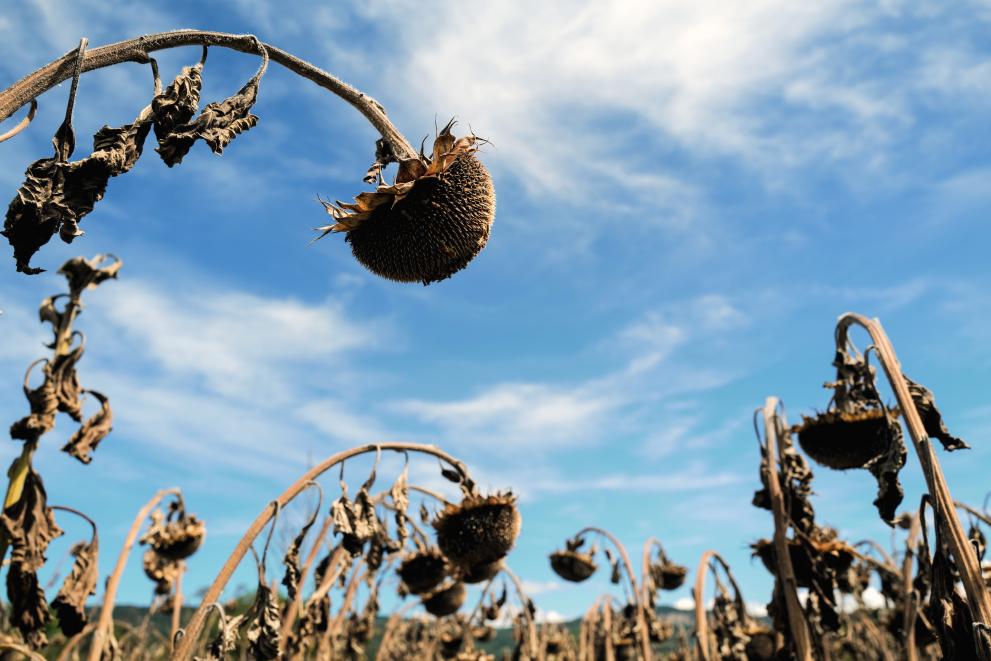Najnovije izvješće o kratkoročnim izgledima za poljoprivredna tržišta: Poljoprivredna tržišta EU-a i dalje su stabilna unatoč ruskoj invaziji na Ukrajinu